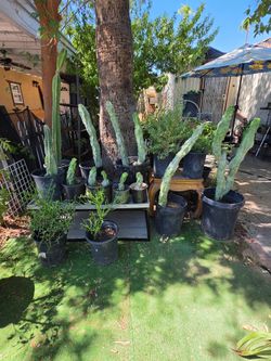 Totem pole / pencil firestick cactus