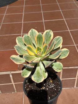 Variegated Aeonium Succulent in Pot