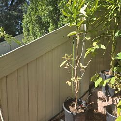 Guava Fruit Tree. 5 ft. Tall. Grow up from seed.