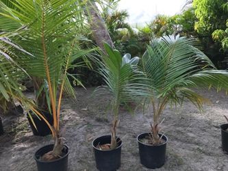 Coconut plants