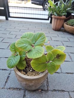Sinningia caudex Potted Plant in Terra Cotta Pot