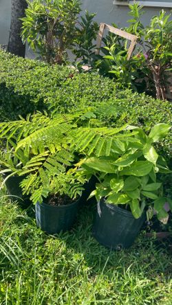 Plant