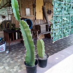 Night Blooming Cereus