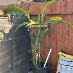Dragon Fruit Whole Plant With Trellis