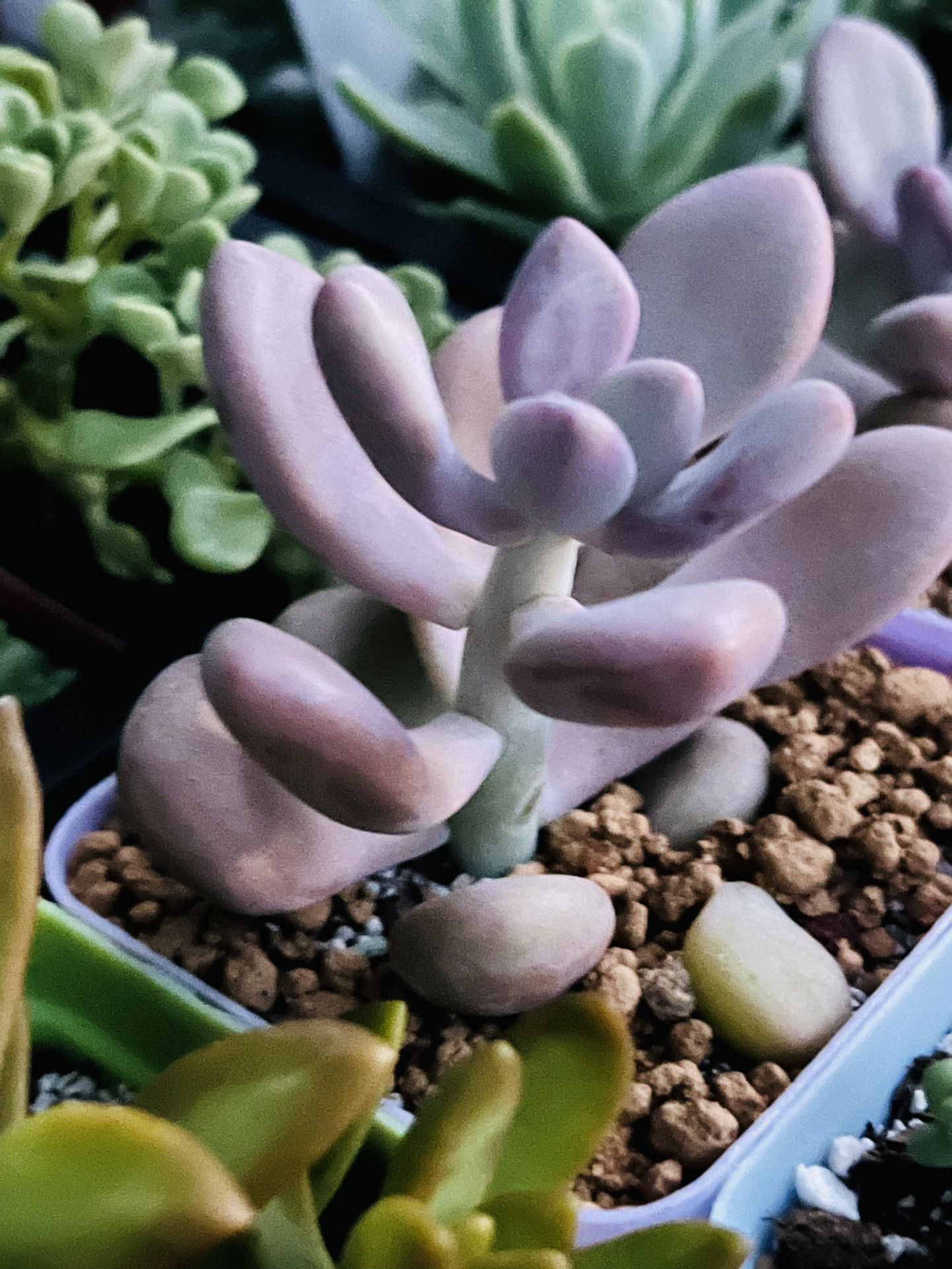 Pink Moonstone Succulent