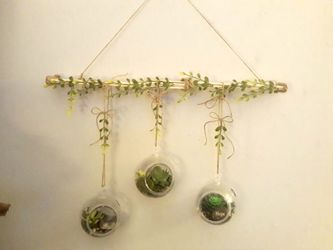 Wall succulent display.. 🌱🌱🌱🌱🌱