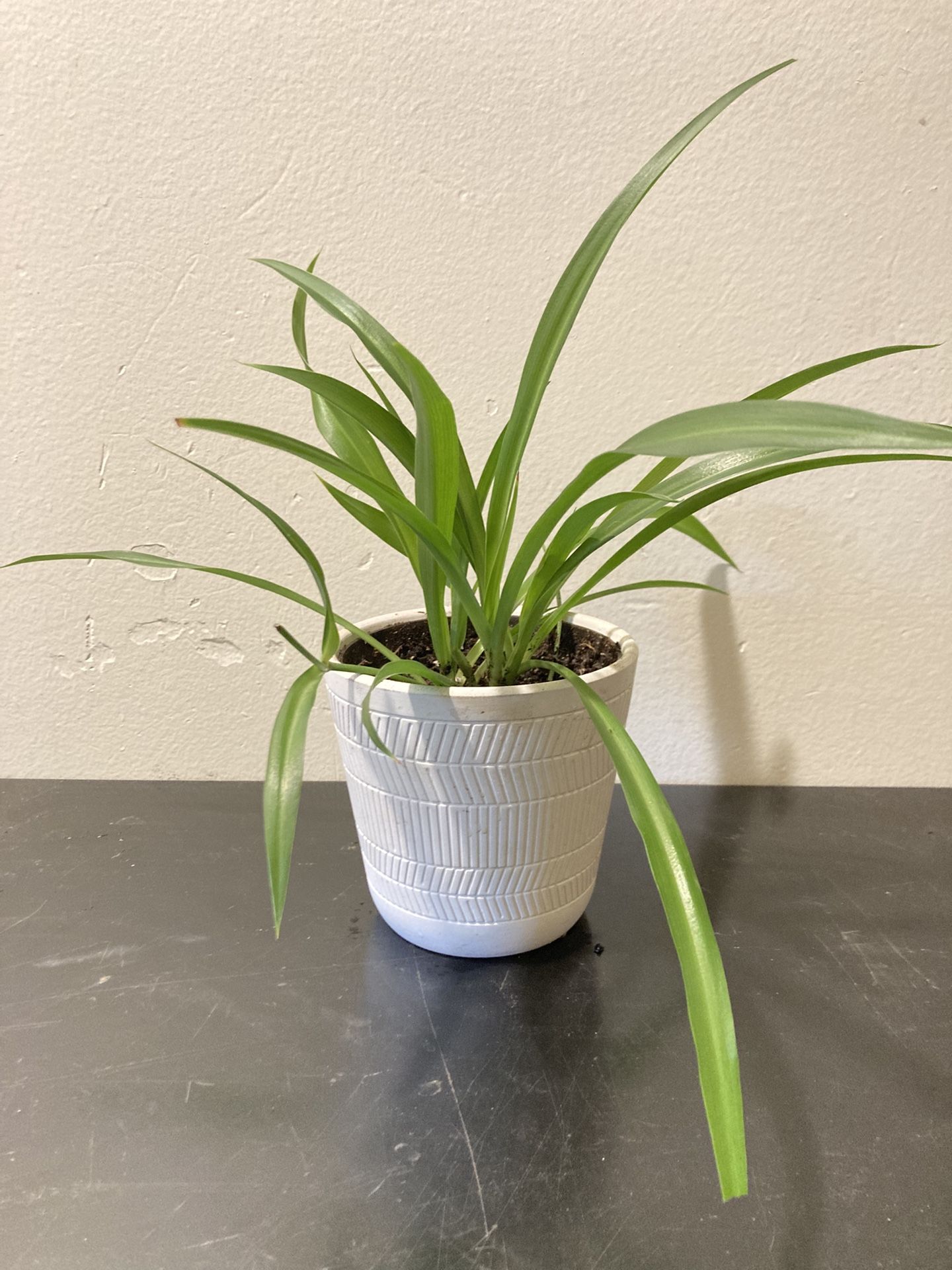 Spider Plant In White 4” Pot