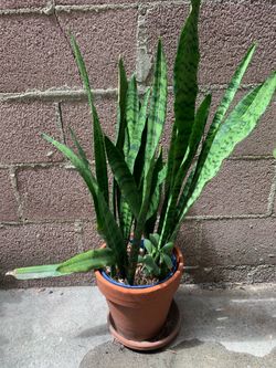 Potted Plants In Terra Cotta Container Plus Saucers, More $15 And Up