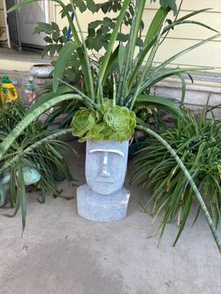 PLANTS! $30-$40ea