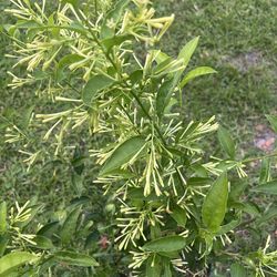 NIGHT BLOOMING JASMING (3 galling pot) Sweet Strong Fragrance At Night