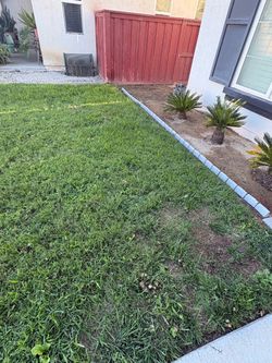 Sago palm trees