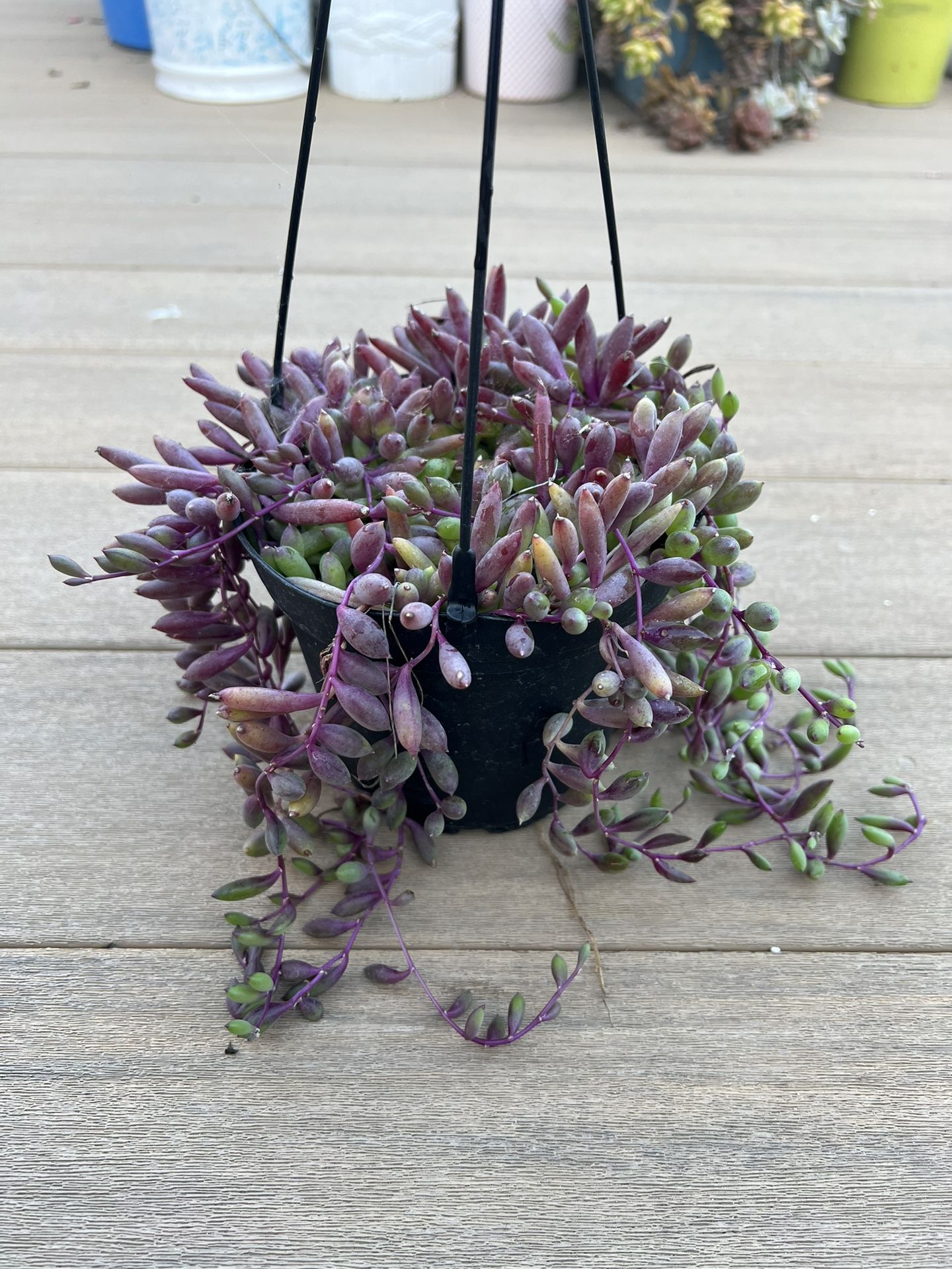 String of Rubys Succulent, live Plant in a 6” nursery pot. ✔️ profile for more 🪴