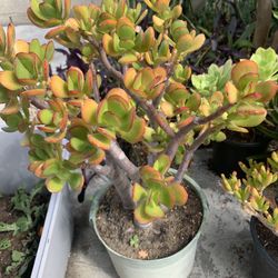 Jade Plant🪴 