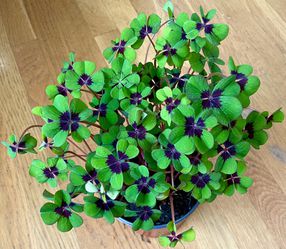 Oxalis Iron Cross / Good Luck 🍀 Plant in 6in. Pot / Free Delivery Available  Thumbnail