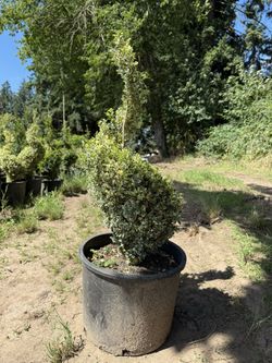 Buxus Variegata Spiral