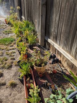 Plant sale $1-$15