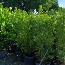 PODOCARPUS PRIVACY HEDGE PLANTS 7GL 4.5FT 💚$19