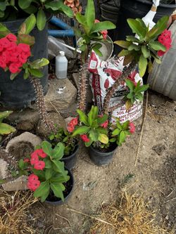 Plantas De Corona De Cristo