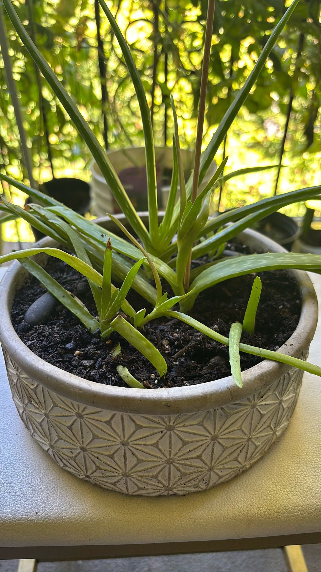 Aloe Vera Plant 