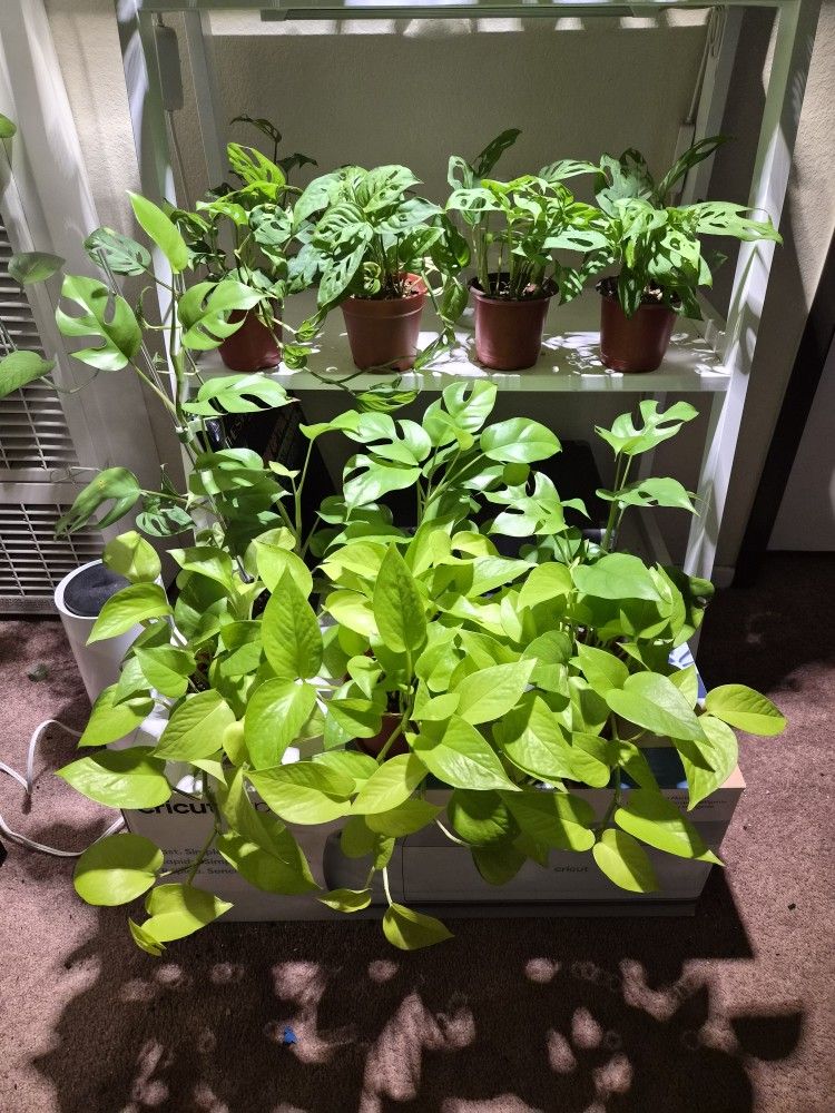 Plants For Sale!