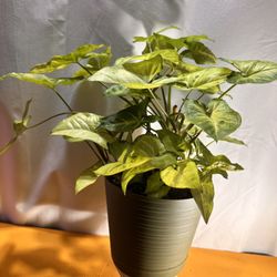 Arrowhead Plant in Self-Watering Pot 