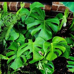 12 inches Monstera Plant 🪴