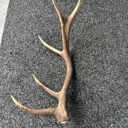 Elk Antler