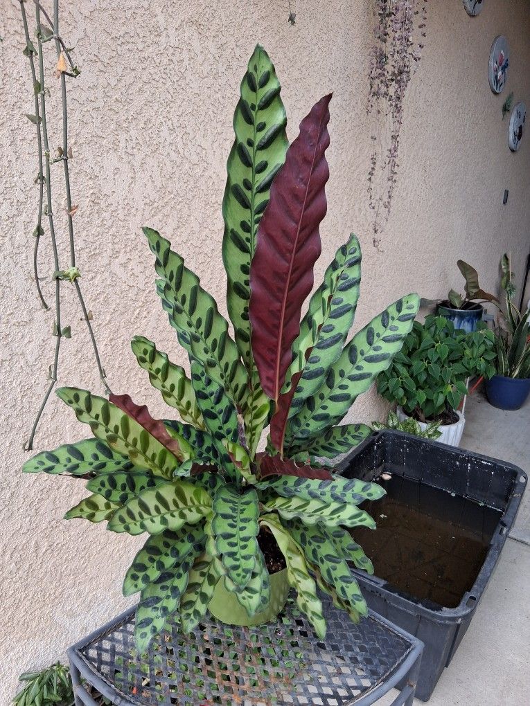 Calathea Rattlesnake Plant $35