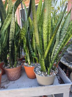 Snake Plants available ($25 Each)