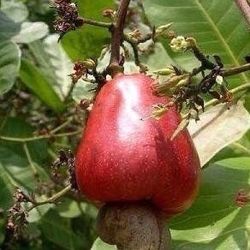 Red Apple Cashew Trees 