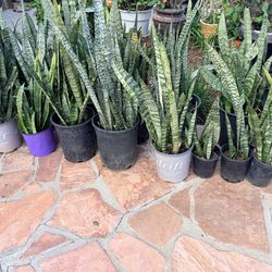 House plants indoor outdoor plants $20 each snake plant