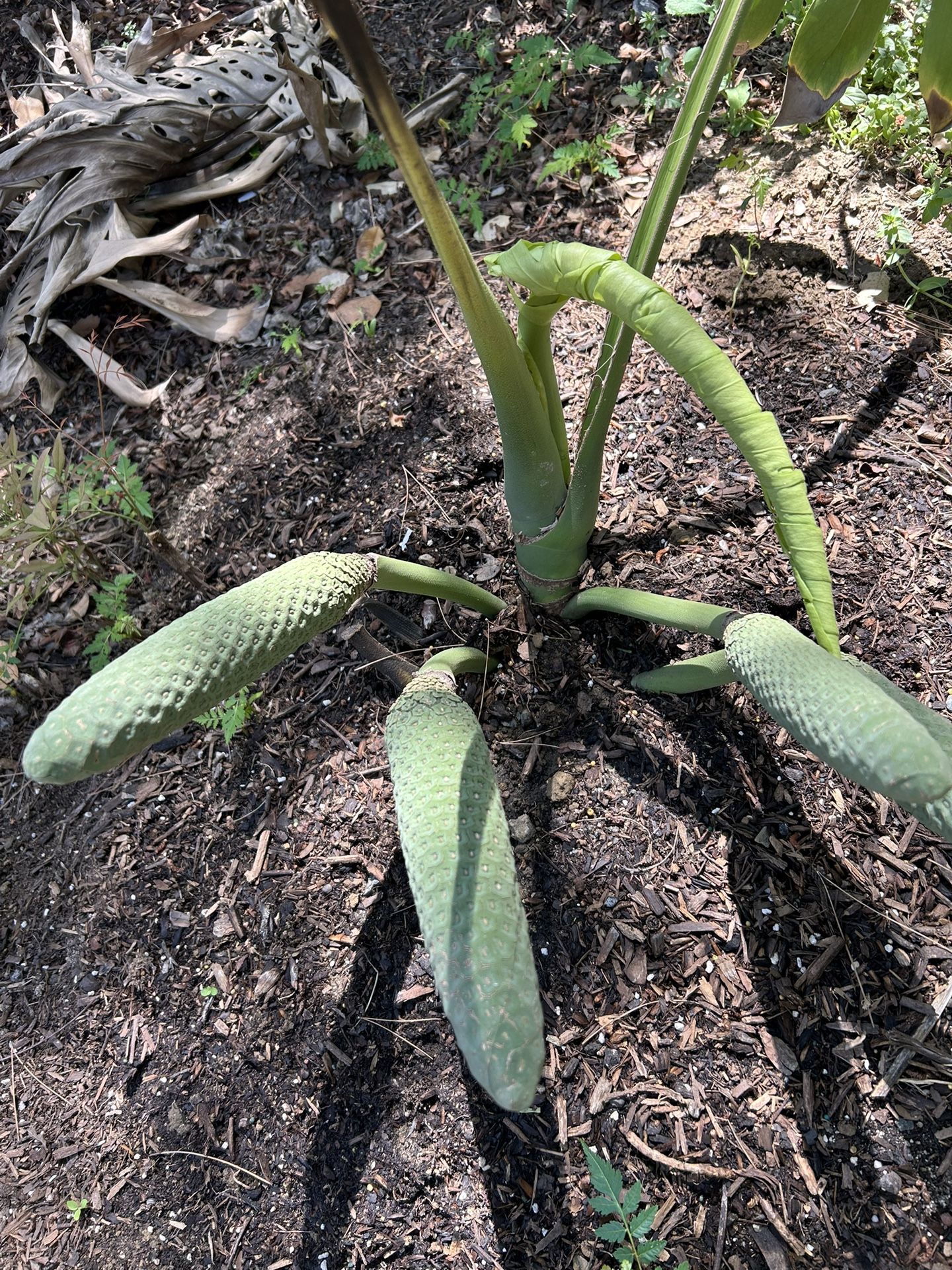 Huge Monstera Deliciosa Tree Plant Seeds Fruit Stock for Planting Or Germination Very Healthy