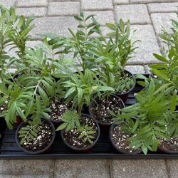 White Flowered Marigolds in 4" Pots