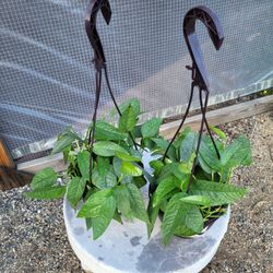Cebu Pothos Plants 6" Pot $5 Each
