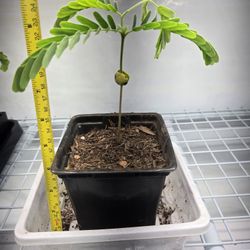 Tamarindo plant small about 10  inches tamarind