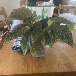 Angel wing begonia