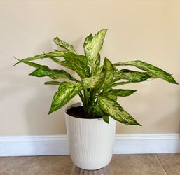 Stunning Dieffenbachia in 9" Planter
