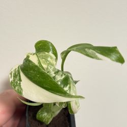 White Monster  Acclimated Tc