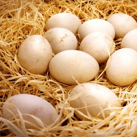 Huevos De Rancho / Farm Eggs