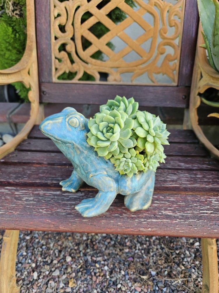 Succulents In Frog