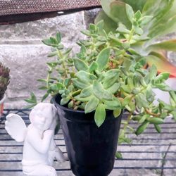 Succulents 