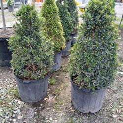 Sale! Topiary Cone Shape $55.00