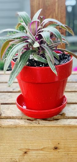 Live indoor Oyster house plant in ceramic planter flower pot with base included—firm price