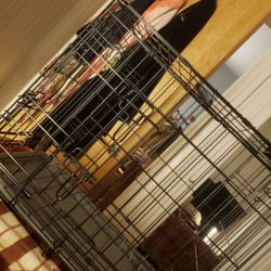 Dog Crate