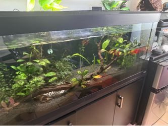 Fluval aquarium
