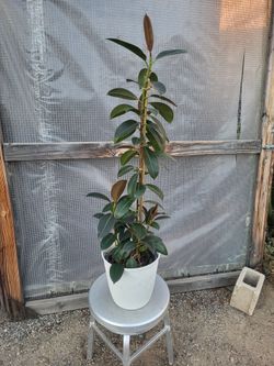 Green Rubber Plant 3.5 to 4 ft tall 8" Nursery Pot