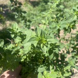 Plantas De Orégano/ Oregano Plants 
