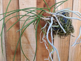 Orchid Plant
