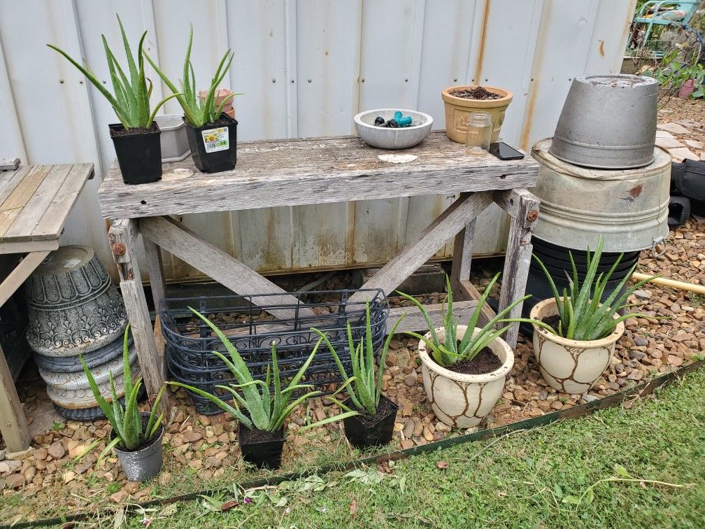 Aloe Plants - Pot Planter