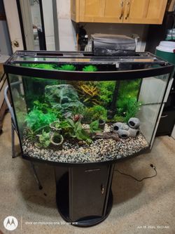 Beautiful 36 gallon bowfront tank with everything in pictures ,Tanque 36 galones con Todo en la foto muy bonito Bien cuidado